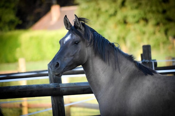8 races de chevaux les plus calmes, profil cheval noir 