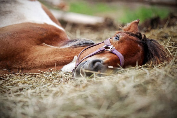 Comment dorment les chevaux ? Cheval allonge