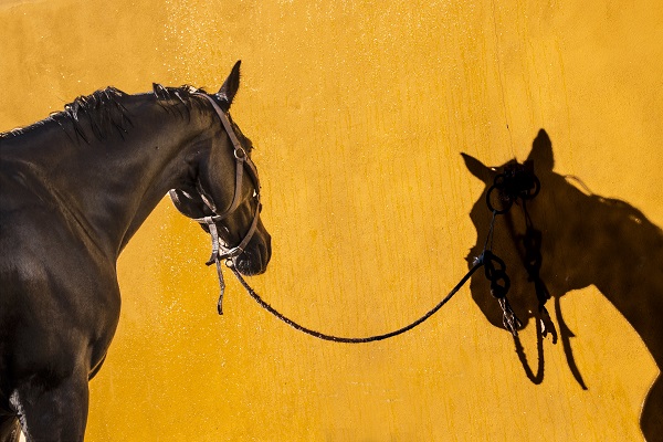 Comment faire un nœud et attacher un cheval ,cheval brun se reflétant sur un fond jaune.