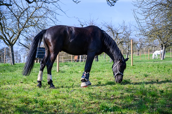 Comment les chevaux sauvages entretiennent leurs sabots, cheval noir mange de l'herbe.