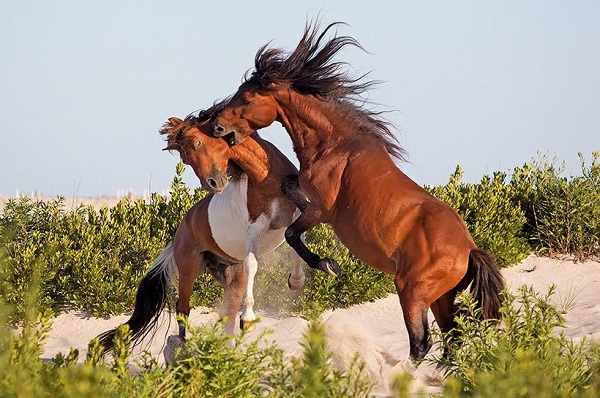 Pourquoi les chevaux se mordent-ils ,deux chevaux se battre