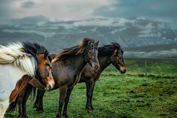 Quel cheval est fait pour moi? : Choisir le bon cheval, trois profil de chevaux