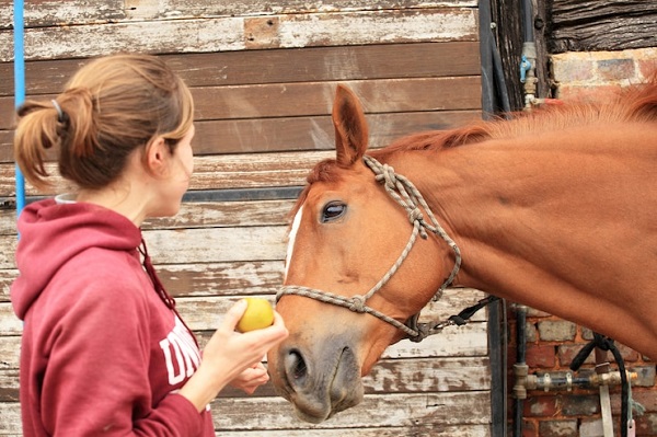 Votre cheval a-t-il du sang-froid ? cheval et femme fruit dans la main