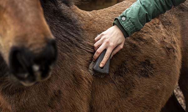 Comment panser votre cheval, close up main brossant le cheval