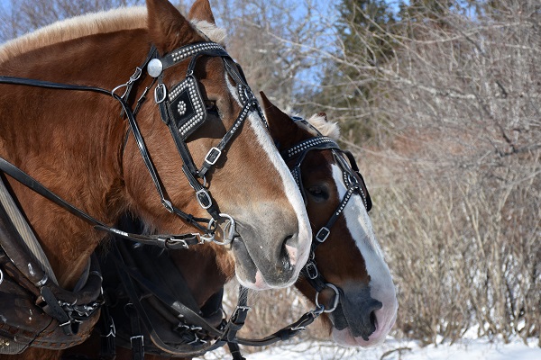 paire cheval avec équipement, Comment choisir un équipement pour son cheval ou son poney?