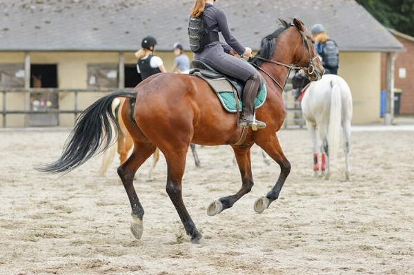 cavalier-entraîneur-brun-courant, Comment participer à des compétitions équestres?
