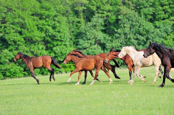 Comment choisir un cheval ou un poney de compétition?