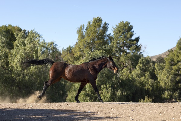 Comment gérer les problèmes comportementaux de son cheval ou de son poney?