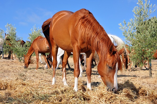 cheval brun mangeant de l'herbe -Comment protéger son cheval ou son poney contre les parasites internes?