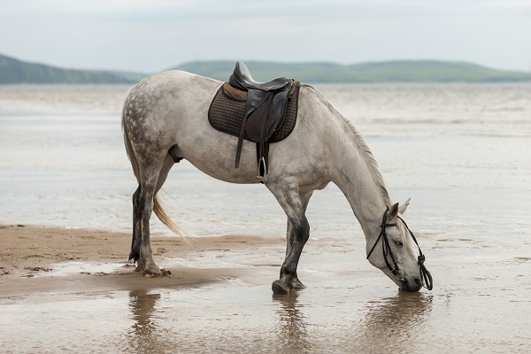 cheval buvant de l'eau sur la plage Comment organiser et préparer un voyage équestre en solo?