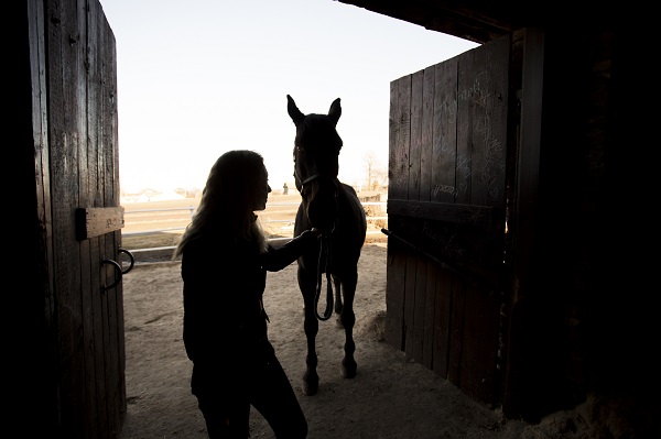 cheval--silhouette-contre-l'aube-ciel Comment choisir un cheval/poney adapté à son niveau en équitation?