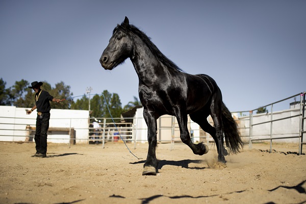 cheval-silhouette-Comment devenir cavalier professionnel?