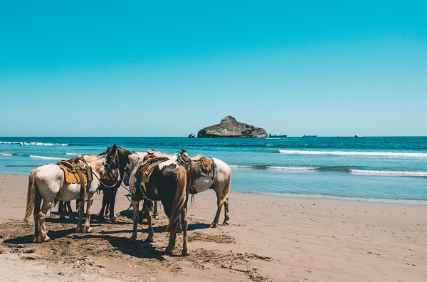 chevaux-debout-au-bord-de-la-plage-a-cote-de-la-mer-et-de-la-montagne-bleu-clair Comment choisir un hébergement adapté pour cheval lors d'un voyage?