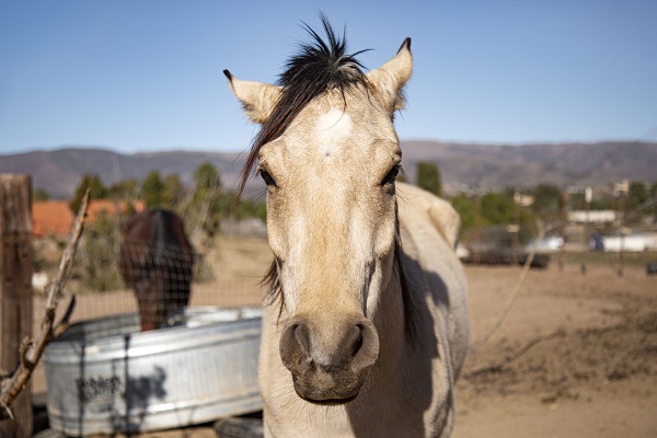 gros-plan-sur-cheval-dans-la-nature Comment assurer la sécurité de son cheval/poney lors d'un voyage équestre?