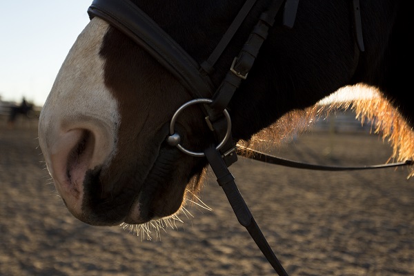 Comment entretenir son mors d'équitation?