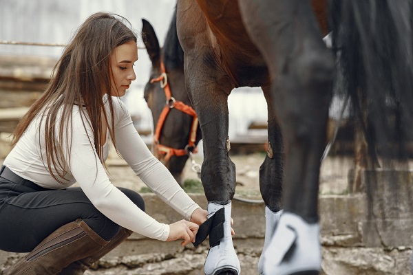 Comment gérer les frais liés à l'entretien d'un cheval ou d'un poney?