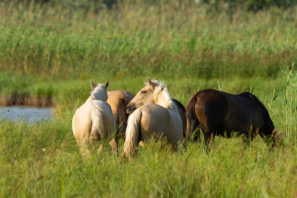 gros plan-de-chevaux-dans-le-champ Comment choisir un cheval ou un poney adapté à sa discipline de prédilection?