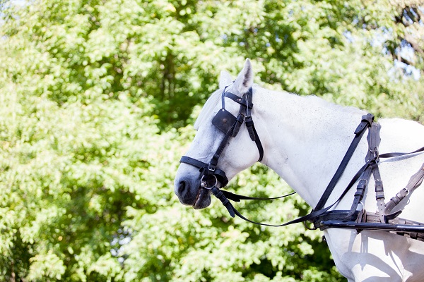 Comment choisir un bridon adapté à l'équitation?