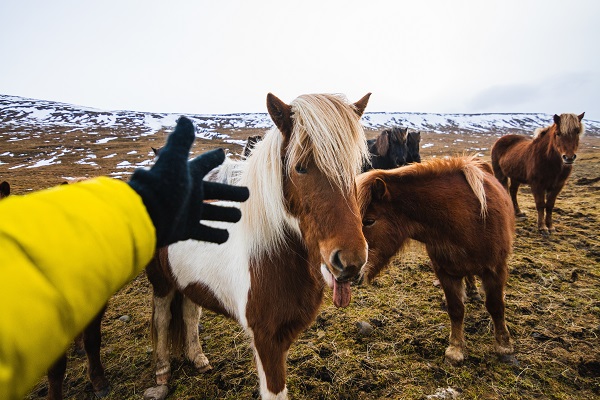 Comment acheter ou vendre un cheval ou un poney?