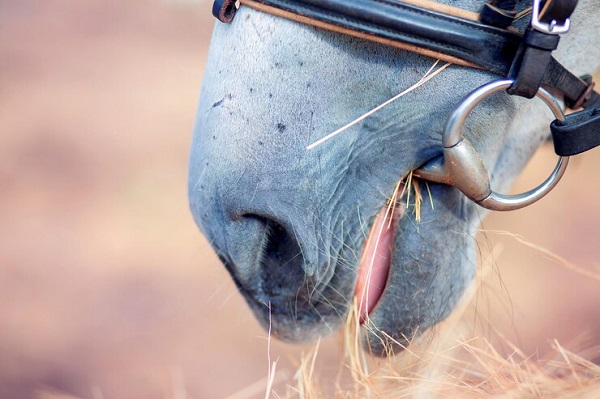 Comment choisir un mors adapté à l'équitation ?