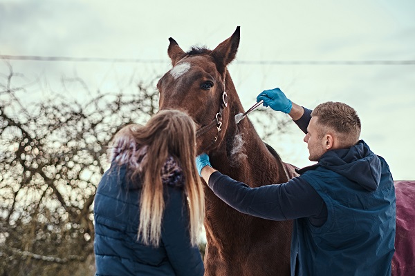 vétérinaire-avec-son-assistant-traitant-la-procédure-d'élimination-des-papillomes-de-cheval-Comment protéger son cheval ou son poney contre les parasites?