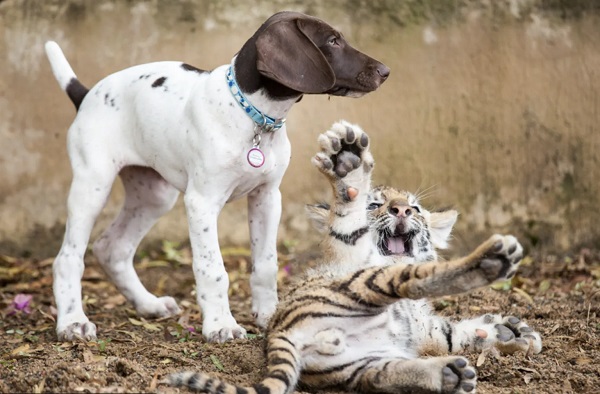 Petit tigre et petit chien Chien-et-tigre-2