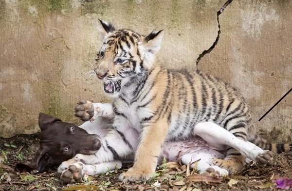 Petit tigre et petit chien Chien-et-tigre-3