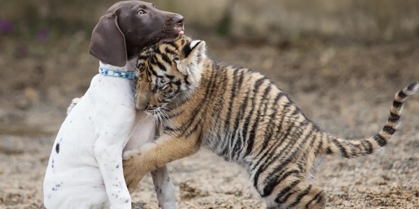 Petit tigre et petit chien Chien-et-tigre-4