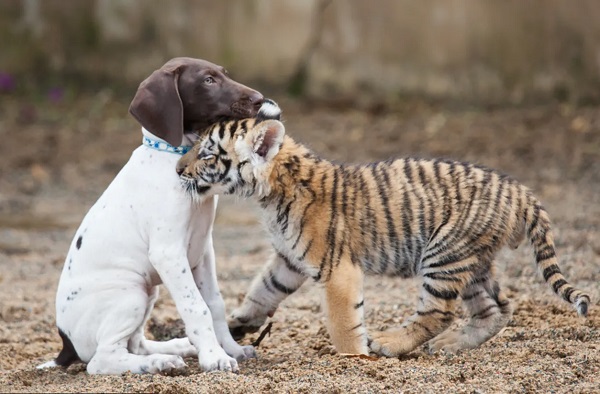 Petit tigre et petit chien Chien-et-tigre